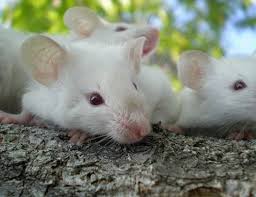 مكافحة الفئران بالمدينة المنورة مكافحة الفئران بالمدينة المنورة